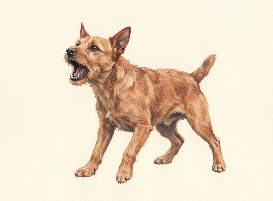 Illustration of a dog mid-bark in an alert alarm bark, mouth open, ears pricked up and forward, leaning forward.
