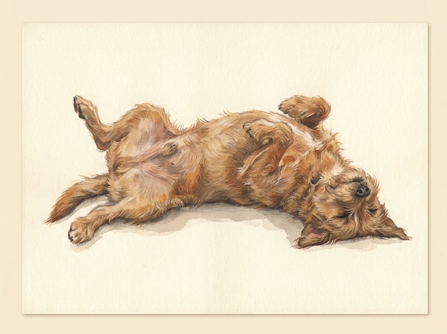 Illustration of a dog rolled onto its back with its belly exposed and legs relaxed in the air.