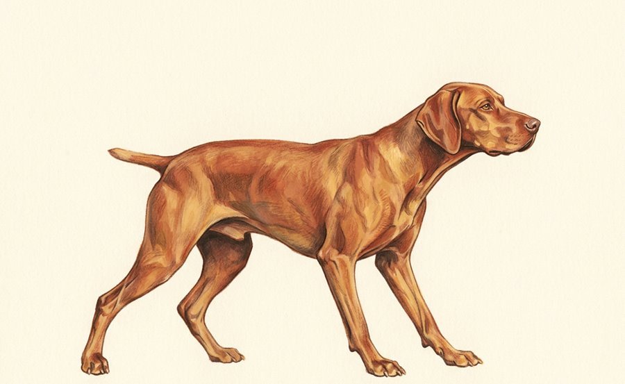 Illustration of a dog gone suddenly still and stiff, weight tipped forward, staring hard ahead.