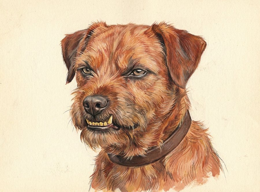 Illustration of a dog giving a low warning growl, its upper lip lifted to bare the front teeth with a wrinkled muzzle and hard eyes.