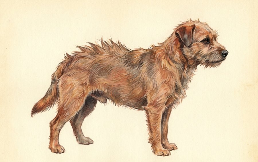 Illustration of a dog seen from the side with a raised ridge of hair standing up along its shoulders and spine.