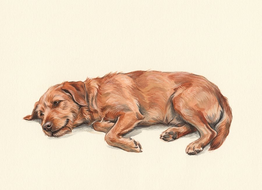Illustration of a relaxed dog lying comfortably with loose muscles, soft eyes and an easy expression.