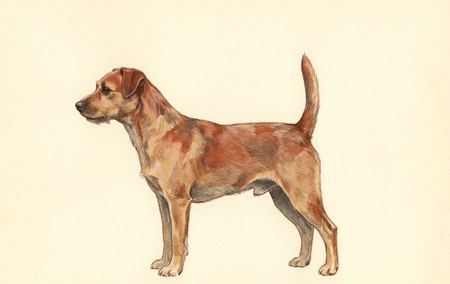 Illustration of an alert dog standing tall, its tail held high, stiff and rigid above the topline.