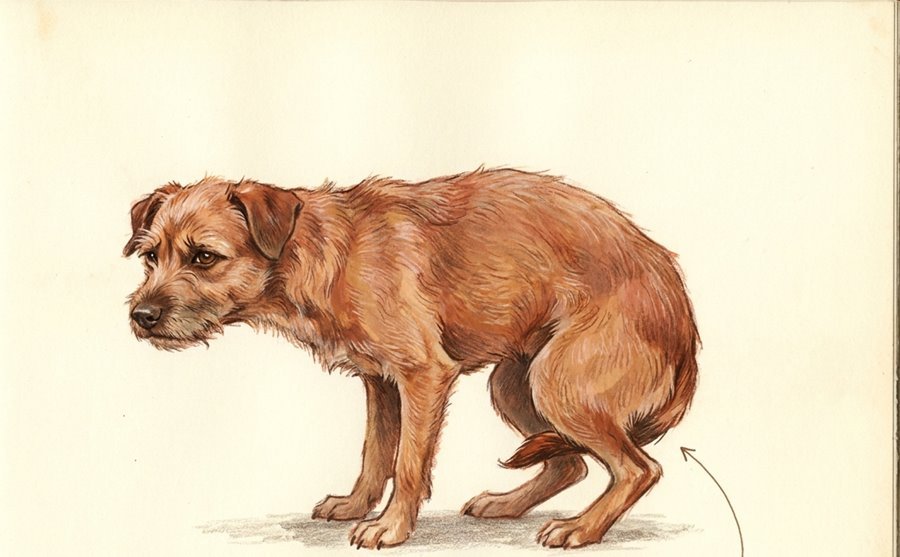 Illustration of a worried dog crouched low, its tail clamped down and tucked forward between the hind legs against the belly.