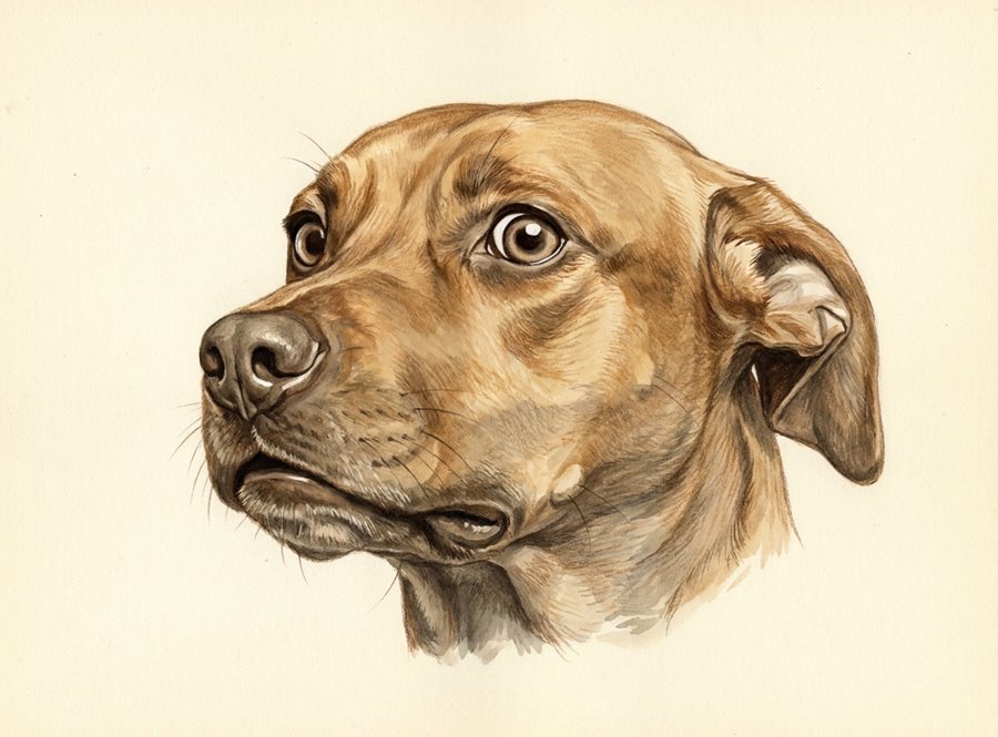 Illustration of a dog turning its head away while keeping its eyes fixed to the side, showing a crescent of white sclera at the corner of the eye.